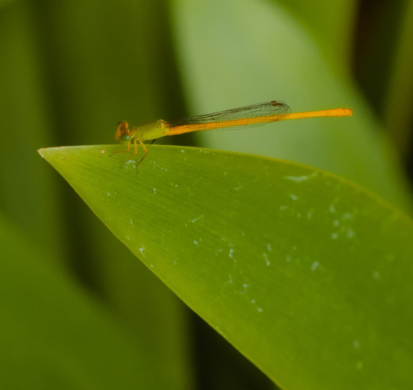 Dragonfly resting on a leaf in the grounds